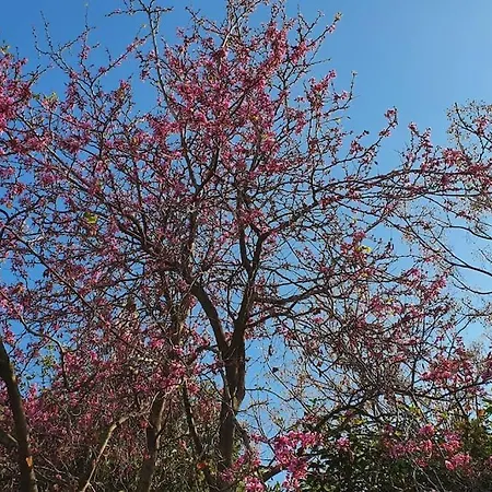 με υπέροχη θέα Kounoupi アパート ポルト・ヘリ