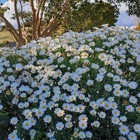 με υπέροχη θέα Kounoupi Appartement Porto Cheli
