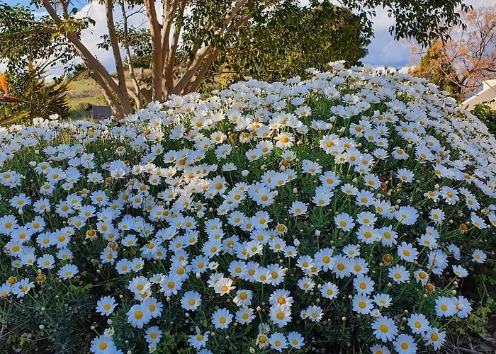 με υπέροχη θέα Kounoupi Διαμέρισμα Πόρτο Χέλι